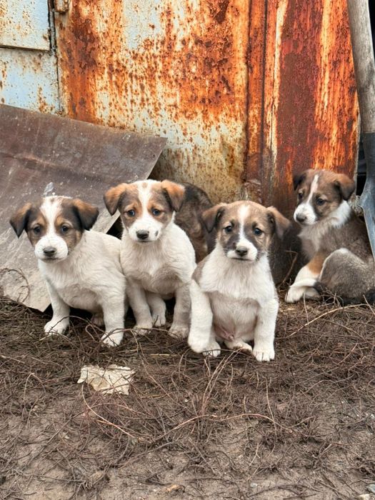 Отдам Бесплатно щенки