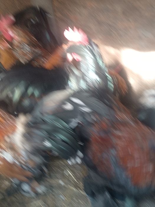 De vânzare perechii de găină și cocoș pitici.