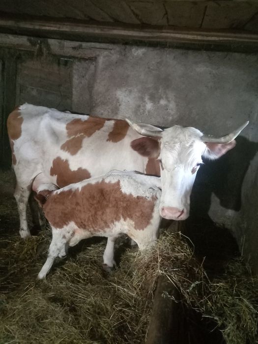 Vând vacă cu vitea