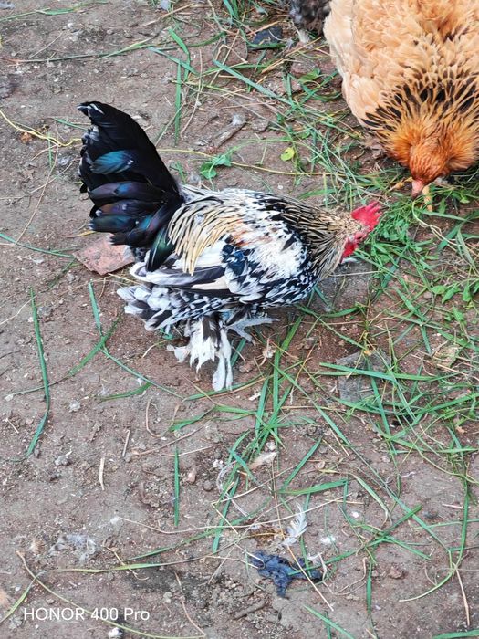 Disponibili cocoși mii de flori