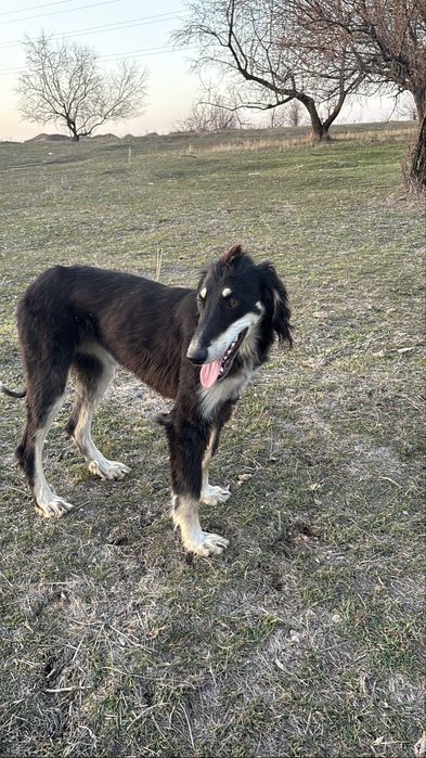 Тайған 1 жасар.