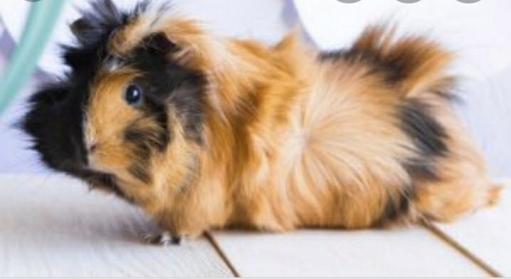 Морские свинки продаю