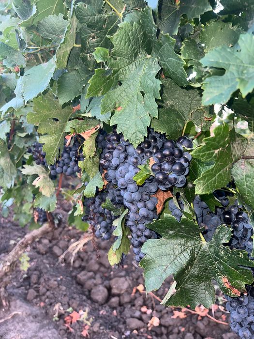 Struguri de vin