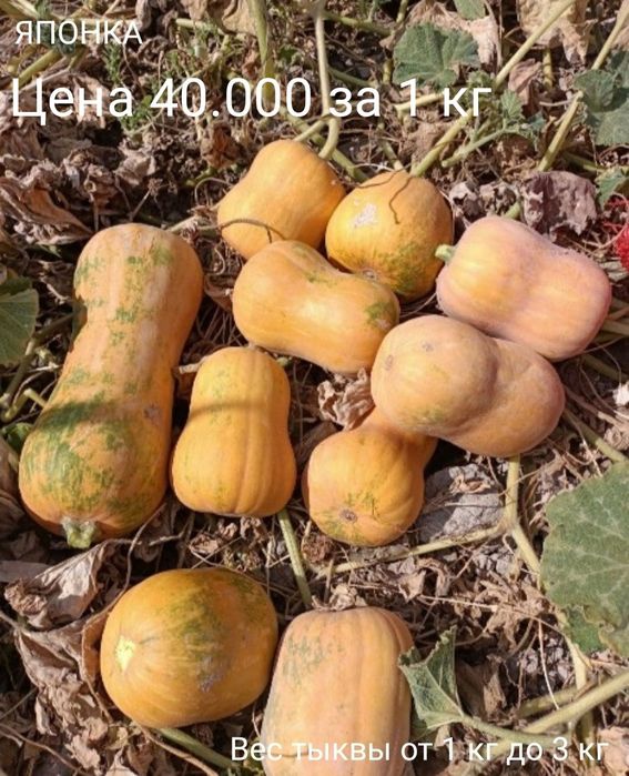 Тыква семена разные сорта