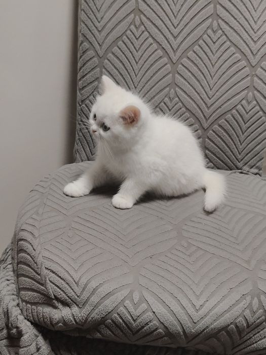 Котенок Британский Белый