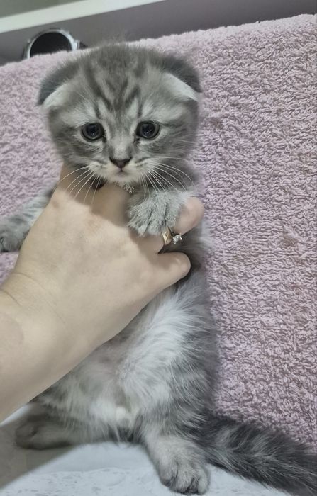 Породистые котята