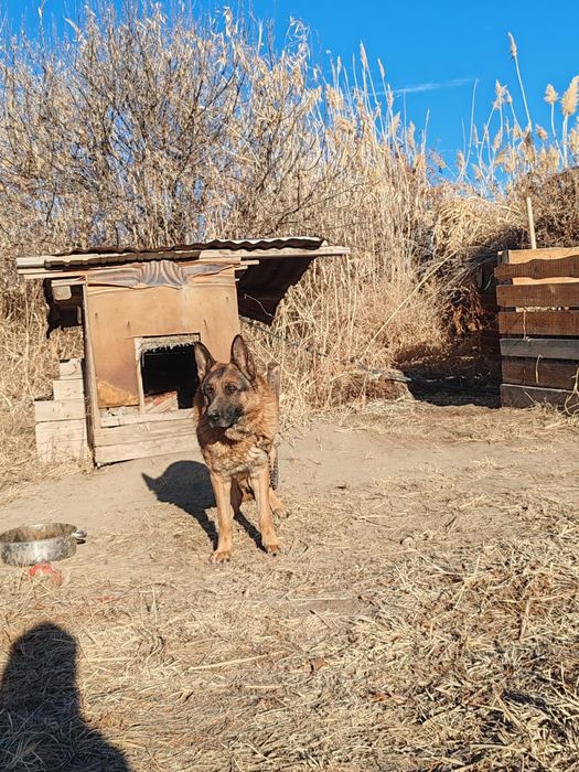 Немецкая овчарка