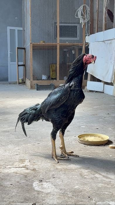Dakan tuxumlari sotiladi