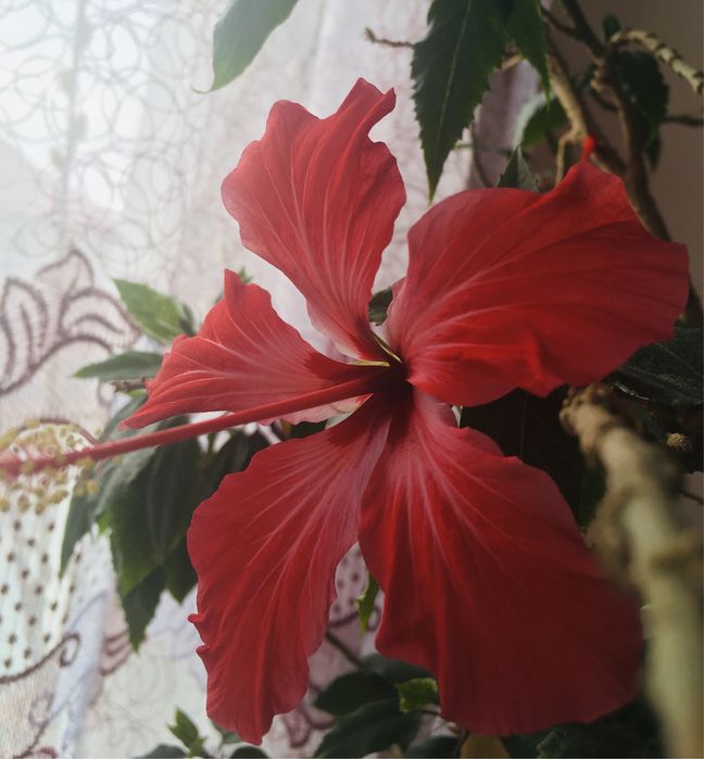 Продам гибискусы в вазонах