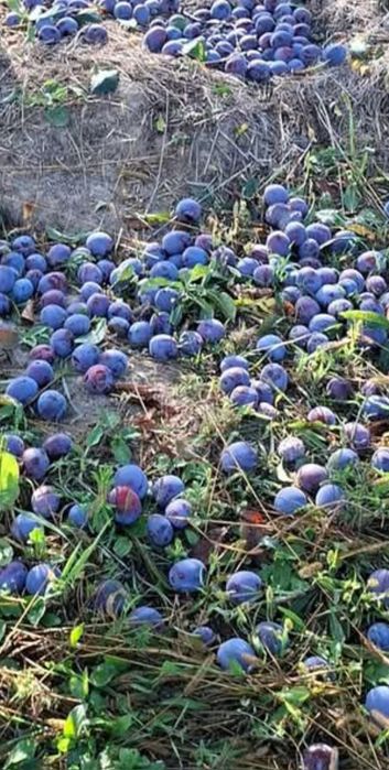 Vând  prune  pentru  rachiu
