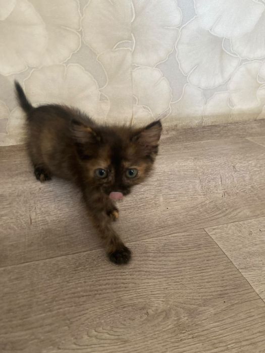 Отдам котят в хорошие и ДОБРЫЕ руки!!