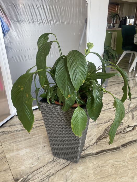 Planta de apartament Crinul pacii