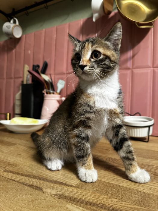 Котенок девочка, примерно 3месяца в добрые руки.