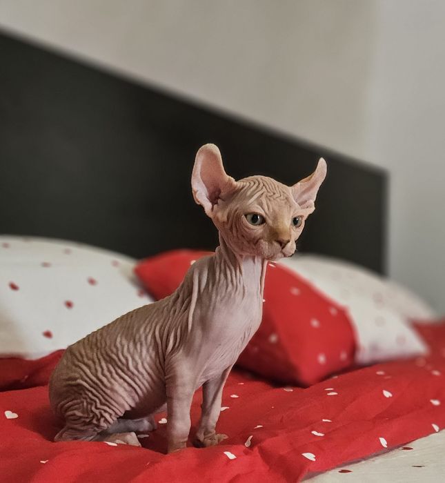 Baietel sphynx/sfinx/elf deosebit