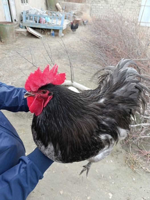 Австралорп хўрозлари сотилади