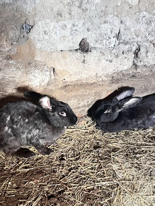 Продам две кролихи