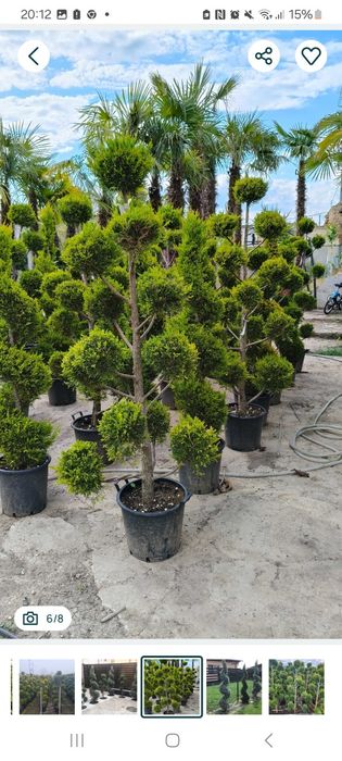 Plante ornamentale