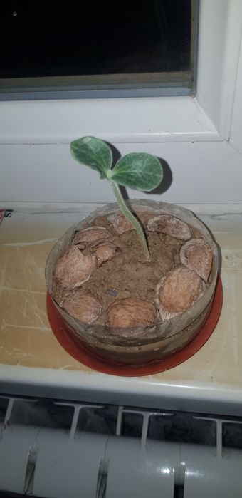 Асқабақ тұқымы 12см