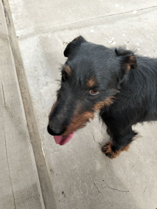 Ягдтеръер продам