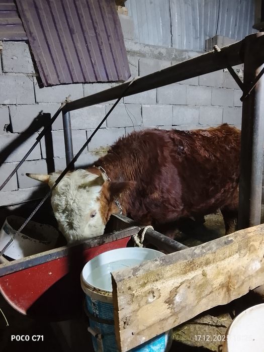 1жас екі ай  бұқа сатылады