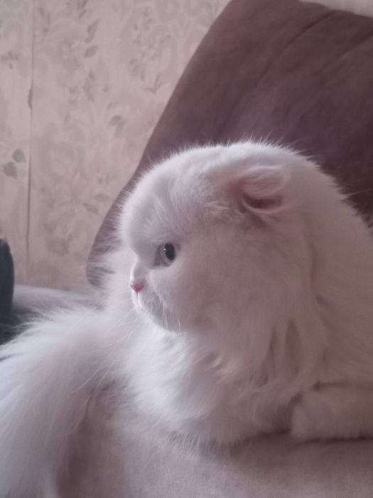 Шотландская Вислоухая