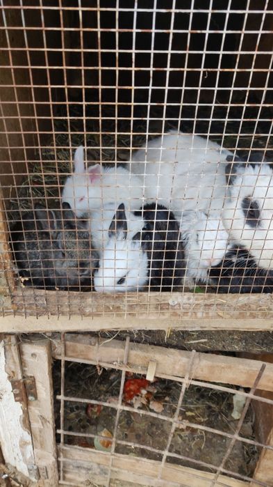 Продам кроликов!!!