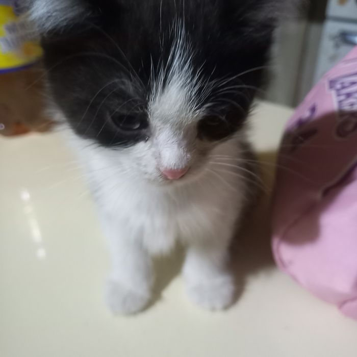 Котёнок мальчик  1,5 месяц