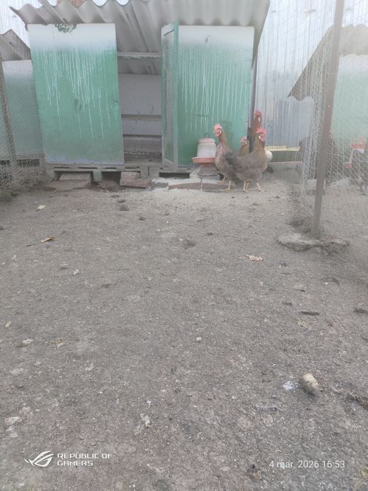 Pui de găină australorp  si rasă mixtă