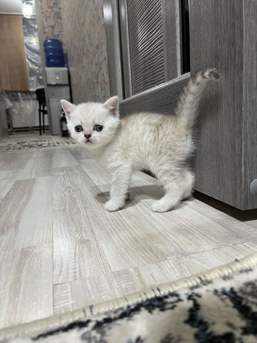 Продаются британские котята 3 мальчика.