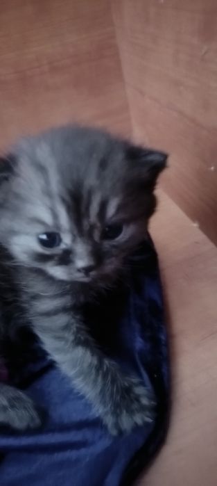Британские короткошерстные