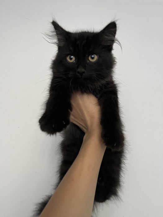 Котенок ищет дом!