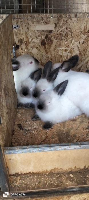 Kaliforniya quyon sotiladi !