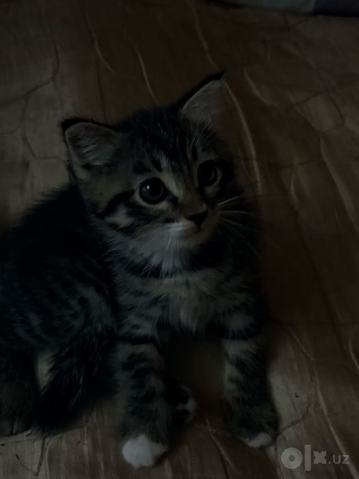 Отдам в хороший руки , домашних кошек