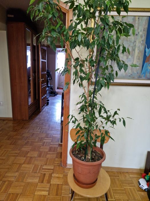 Продам Фикус  Бенджамина