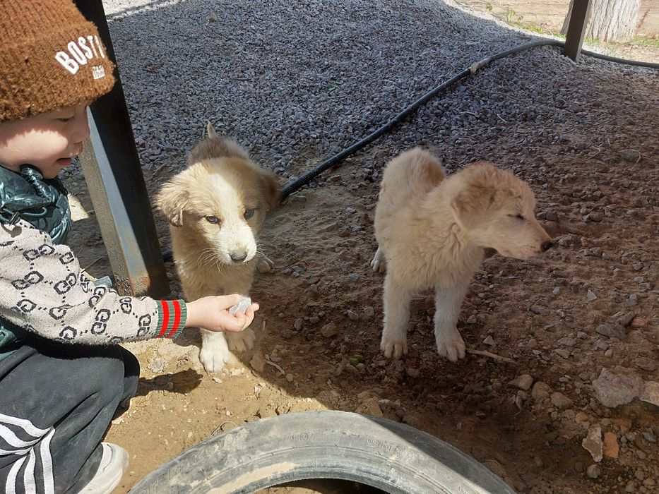 Дварняшка кушиктер