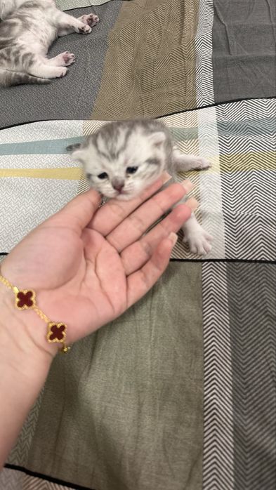 шотландские котята
