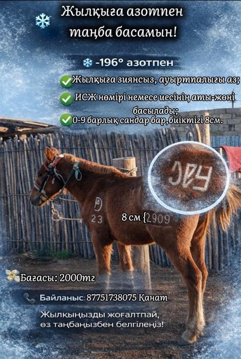 Жылкы малына азотпен танба басамыз