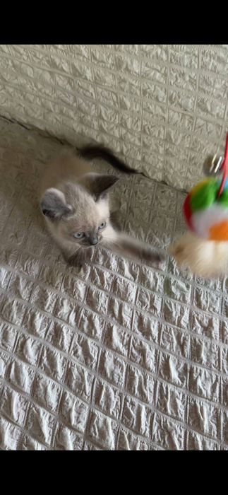 Сиамский котенок