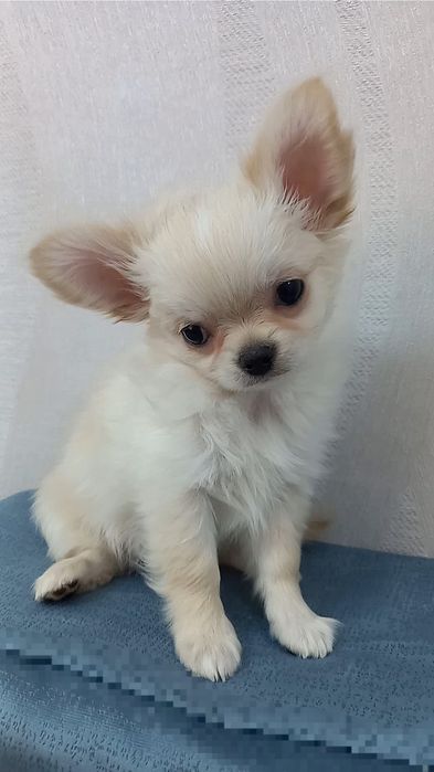 Чихуахуа кобель длинношерстный