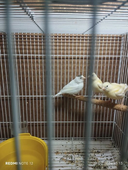 Канарейки молодые