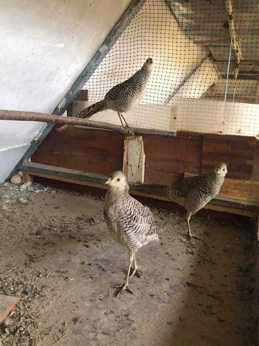 Păuni Spalding și Cameo Fazani si Fazanite