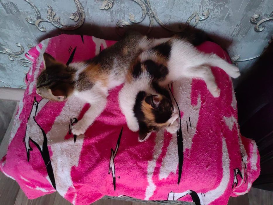 Котята,в добрые руки