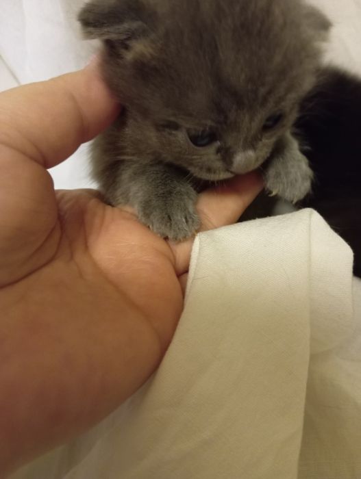 Котята британцы веслоушки