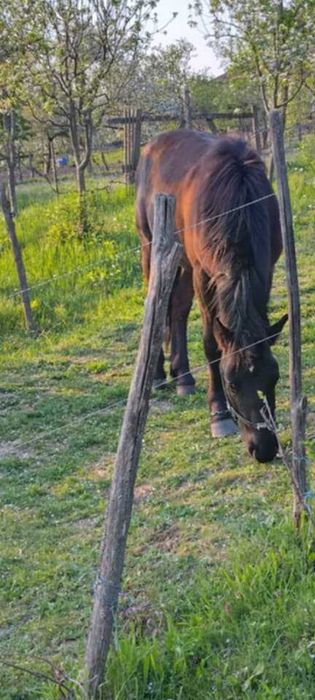 Vand 2 harmasari tineri.