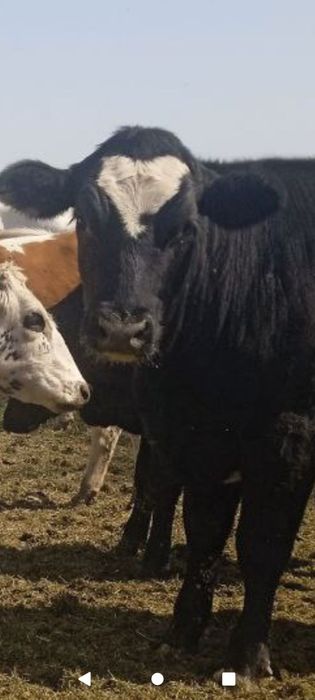 Ona bola sigir sogʻlom