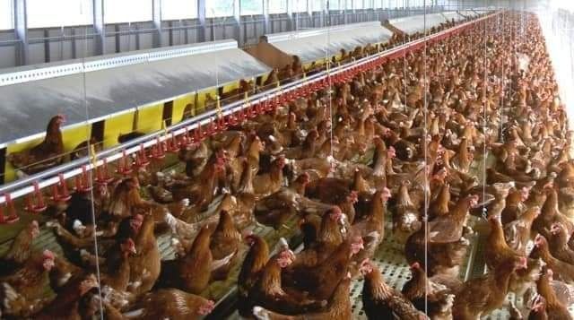 Avem gaini outoare  cu livrare la domiciliu clientului