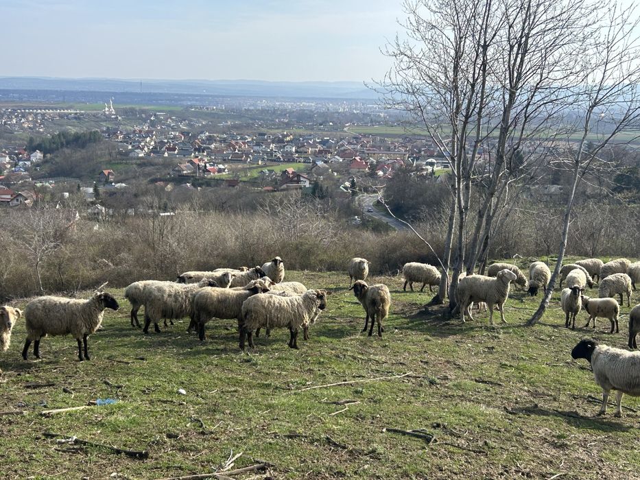Oi de vânzare Metis