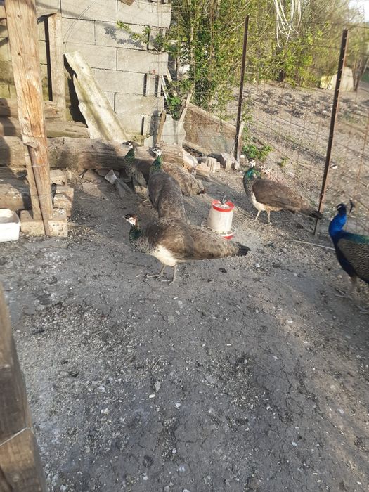 Pereche  pauni maturi.