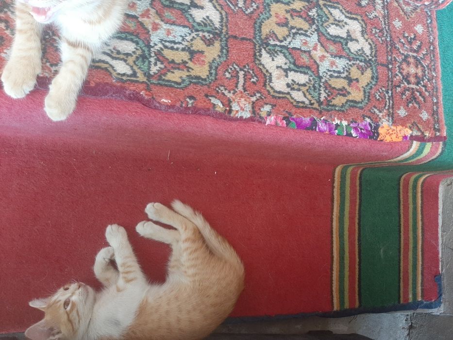 Shoshilinch 2 oylik mushukchalar hadyaga beriladi