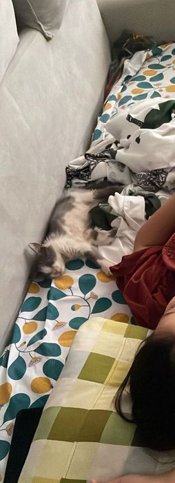 Отдам ласкового котенка